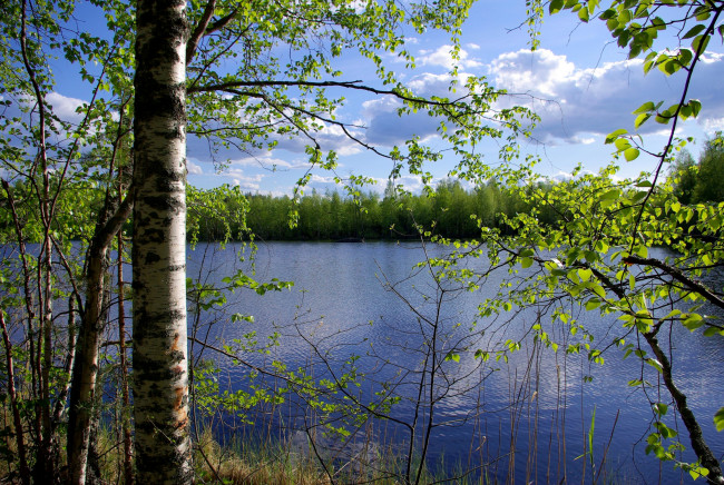 Обои картинки фото природа, реки, озера, березы, вода, синева