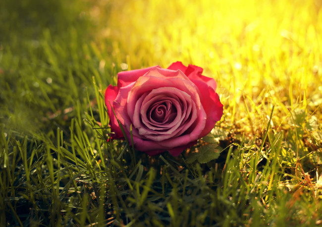 Обои картинки фото цветы, розы, бутон, трава