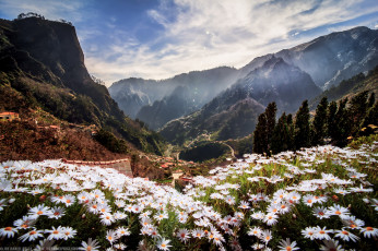 Картинка природа горы облака луг цветы