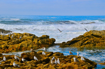 Картинка атлантический океан природа побережье камни чайки птицы волны
