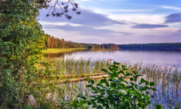 Картинка природа реки озера лес озеро простор трава лето