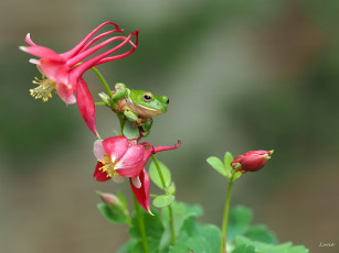Картинка животные лягушки frog цветок лягушка flower