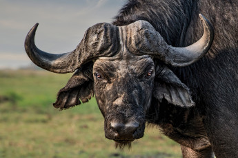 Картинка животные коровы +буйволы рога бык взгляд