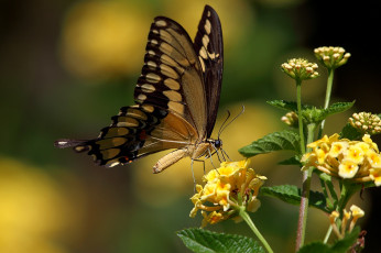 Картинка животные бабочки жёлтые цветы махаон бабочка