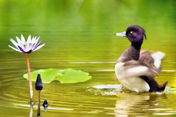 Картинка животные утки цветок озеро утка