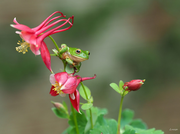 Обои картинки фото животные, лягушки, frog, цветок, лягушка, flower