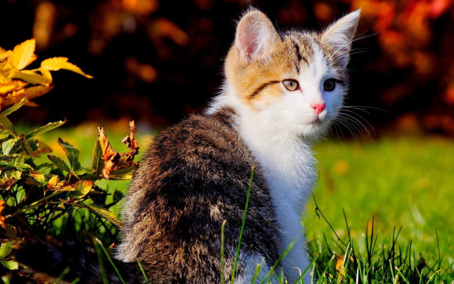 Обои картинки фото животные, коты, уши, трава, взгляд
