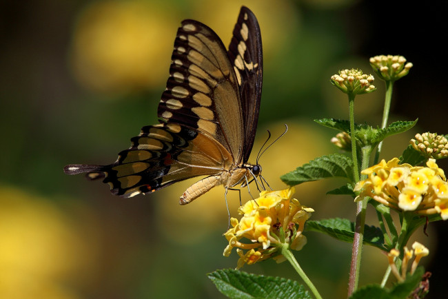 Обои картинки фото животные, бабочки, жёлтые, цветы, махаон, бабочка
