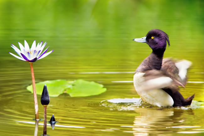 Обои картинки фото животные, утки, цветок, озеро, утка