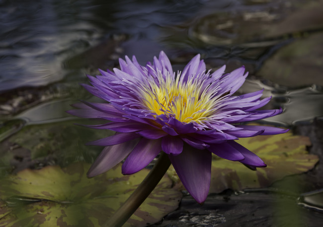 Обои картинки фото цветы, лилии водяные,  нимфеи,  кувшинки, цветок, вода, лилия, водяная, фиолетовый