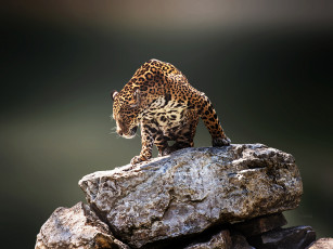Картинка jaguar животные Ягуары хищник