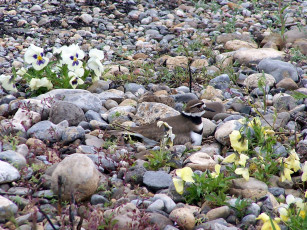 Картинка животные птицы камни цветы птица