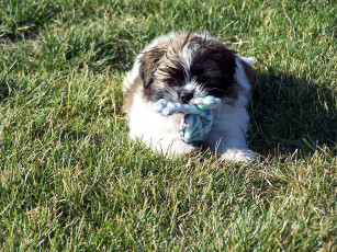 Картинка животные собаки трава лохматик игрушка