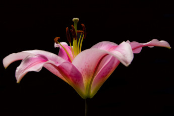 Картинка цветы лилии +лилейники цветок