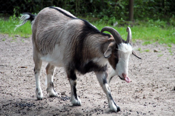 Картинка животные козы рогатая