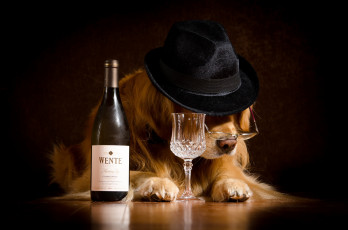 обоя юмор и приколы, собака, очки, шляпа, бутылка, бокал