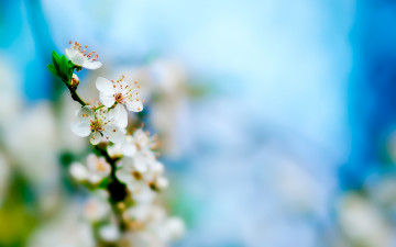 Картинка цветы сакура +вишня цветение весна ветка