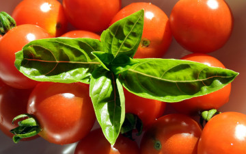 Картинка еда помидоры базилик томаты