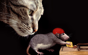 Картинка юмор+и+приколы каска ситуация сыр кот кошка мышеловка морда крыса