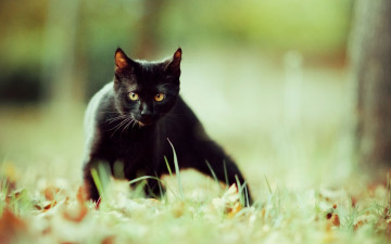 Картинка животные коты трава черный кот