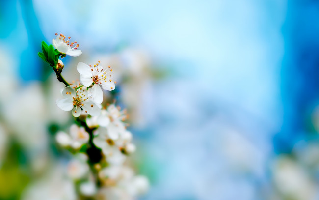 Обои картинки фото цветы, сакура,  вишня, цветение, весна, ветка
