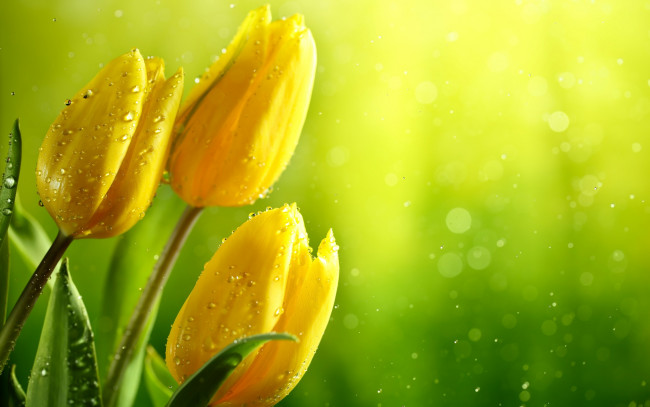 Обои картинки фото цветы, тюльпаны, боке, блики, зелень, бутоны, фон, капли, вода, листья, желтые, мокрые
