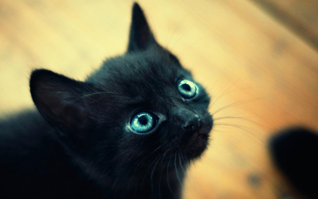 Обои картинки фото животные, коты, взгляд, черный, котенок