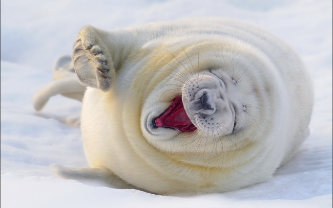 Обои картинки фото животные, тюлени,  морские львы,  морские котики, лед, смех, лапа, снег, белек, тюлень