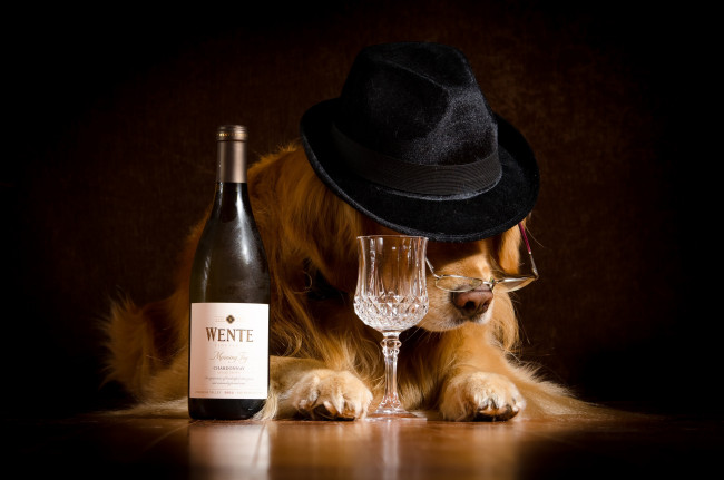 Обои картинки фото юмор и приколы, собака, очки, шляпа, бутылка, бокал