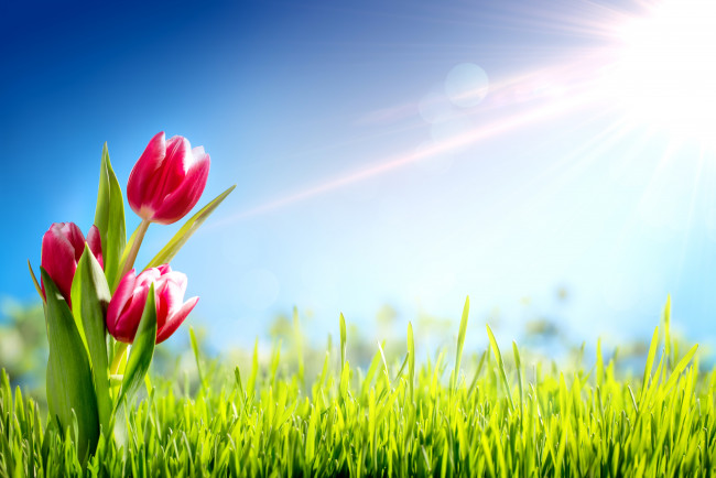 Обои картинки фото цветы, тюльпаны, лучи, солнца, голубое, небо, трава, зелень, лето