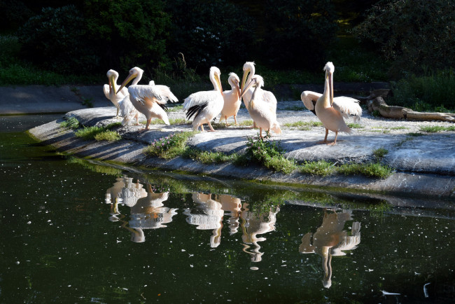 Обои картинки фото животные, пеликаны, вода, островок, отражение