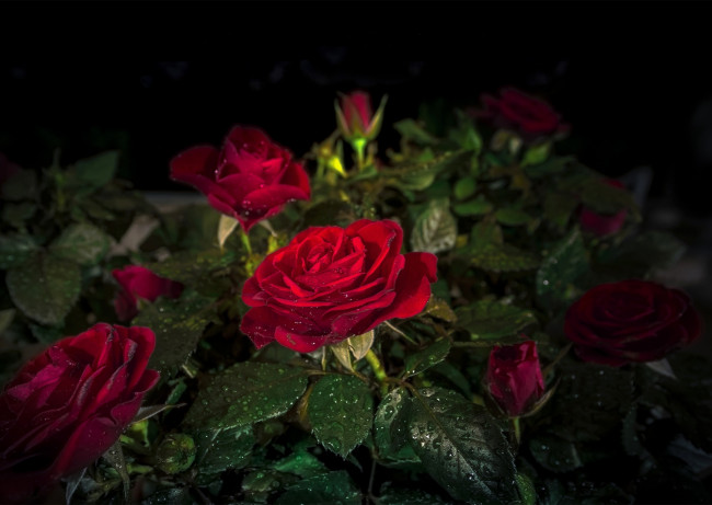 Обои картинки фото цветы, розы, куст, капли
