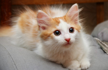 Картинка животные коты пятнистый пушистый котенок
