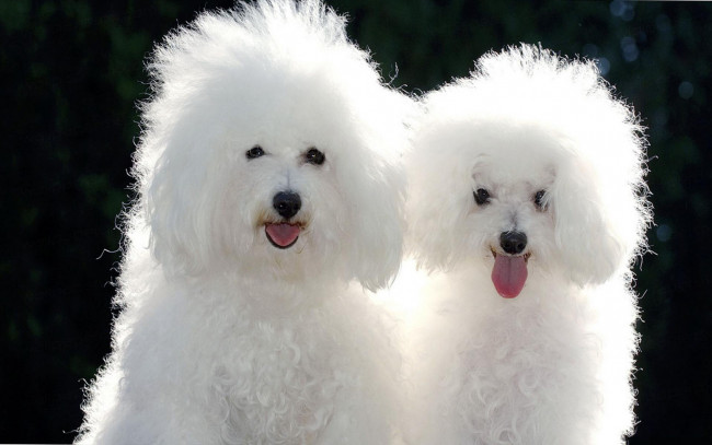 Обои картинки фото животные, собаки, белый, цвет, взгляд, двое