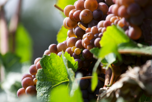 Обои картинки фото природа, Ягоды,  виноград, leaves, grapes, the, vineyard, виноград, грозди, листва, виноградник