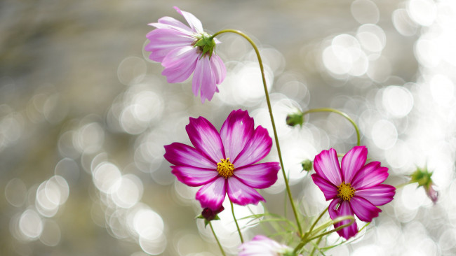 Обои картинки фото цветы, космея, розовая, боке