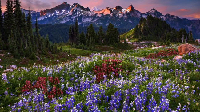 Обои картинки фото np mount rainier, usa, природа, луга, np, mount, rainier