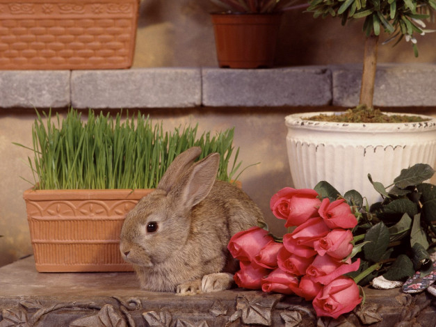 Обои картинки фото garden, hare, животные, кролики, зайцы