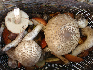 обоя еда, грибы, грибные, блюда, корзина, подосиновики, зонтики
