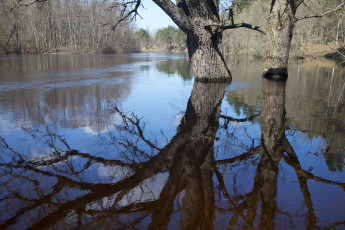 Картинка природа реки озера отражение дерево