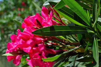 Картинка олеандр цветы олеандры малиновый яркий листья