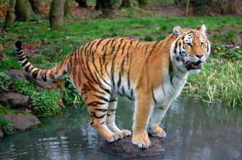 Картинка животные тигры водоем камень полосатый хищник