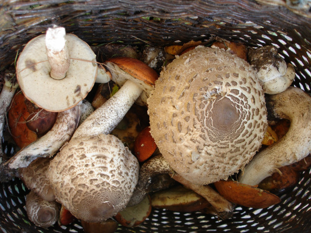 Обои картинки фото еда, грибы, грибные, блюда, корзина, подосиновики, зонтики