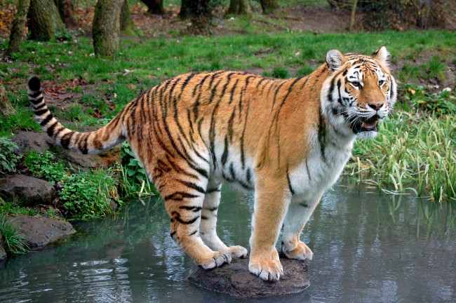 Обои картинки фото животные, тигры, водоем, камень, полосатый, хищник