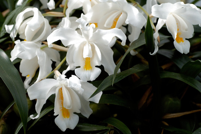 Обои картинки фото цветы, орхидеи, много, ветка, белый