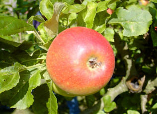 Картинка природа плоды яблоко ветка