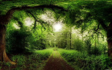 обоя forest, природа, дороги, лес, деревья, кроны, дорога, изумрудный