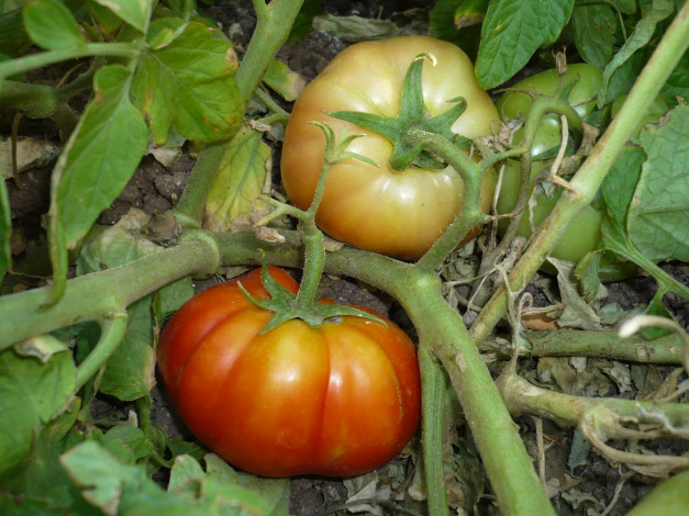 Обои картинки фото природа, плоды, помидор, томаты