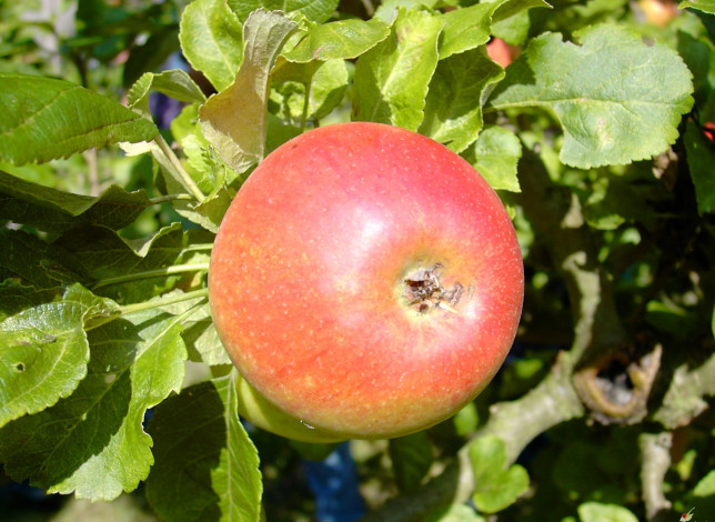 Обои картинки фото природа, плоды, яблоко, ветка