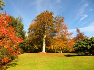 Картинка природа парк осень деревья лес поляна